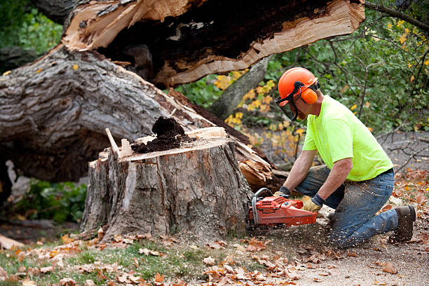 The Steps Involved in Our Tree Care Process in Bernalillo, NM